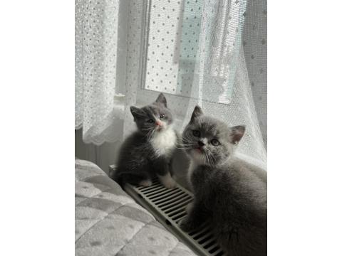 Yavru Kedilerimizi Sahiplendirme