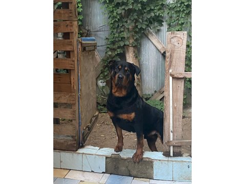 Dünya Güzeli Koca Kafa Rottweiler Yavruları