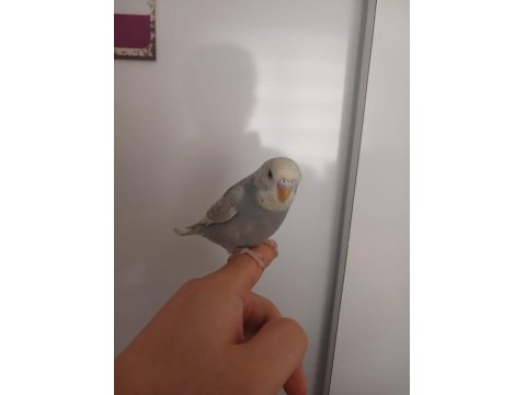 Ele Alışkın Uyguna Muhabbet Kuşlar