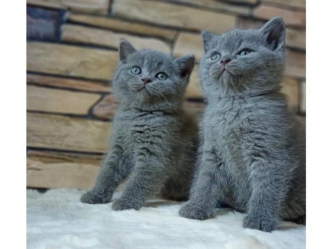 British Shorthair Kedisi Yavruları