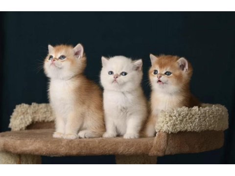 British Shorthair Golden Ve Longhair Yavrular