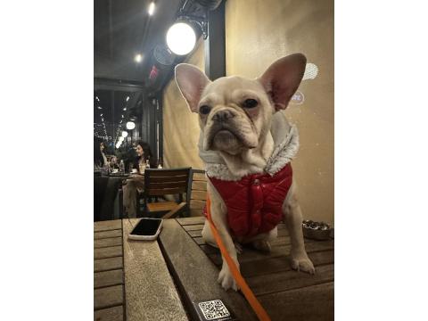 7 Aylık Dişi French Bulldog