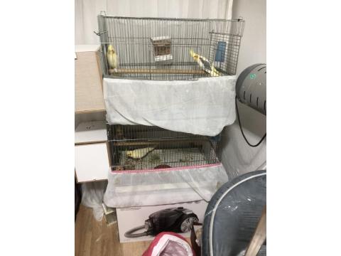 2 Çift Yumurta Garantili Sultan Papağanlar