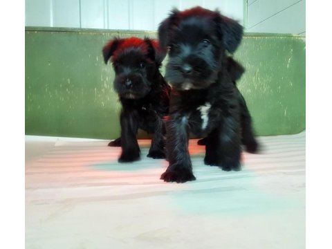 Minyatür Schnauzer Yavru