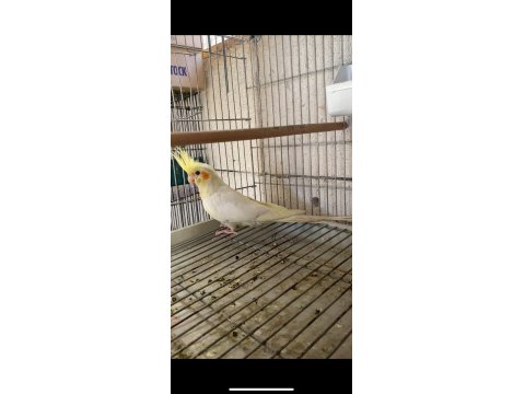 Sultan Papağanı 3 Aylık