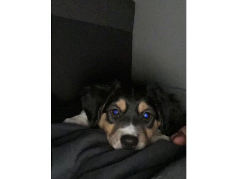 Cavalier King Charles Kırması (Anneden) - Acil Ücretsiz Yuva Aranıyor