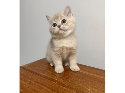 Blue Golden British Shorthair Çok Hareketli Ve İnsan Canlısı