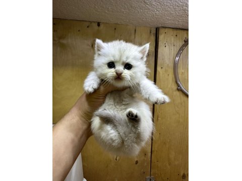 British Longhair Golden Point 37 Günlük Dişi