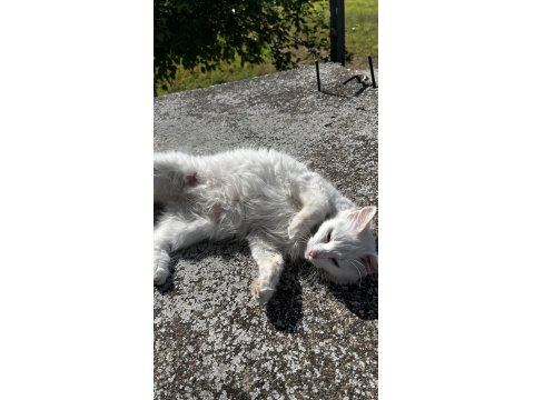 British Dişi Kedimiz