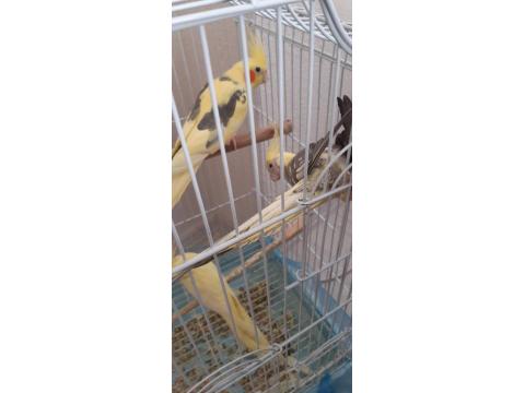 Eşli Çift Sultan Papağanı