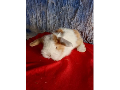 Teddy Lop Tavşan Yavrular Mavi Göz