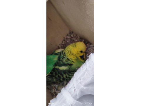 Jumbo Muhabbet Kuşu Çift