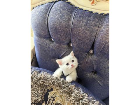 Yeni British Yavrularımız Rezerveli İlanda