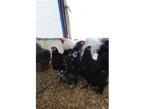 Black Modled Brahma Kuluçkalık Yumurta