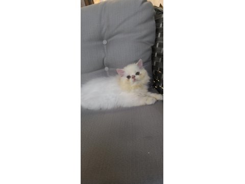 İran Persian 2 Aylık Yavrular