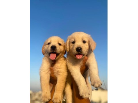 Bebek Suratlı Golden Retriever Yavrular
