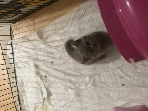 Uyguna Sahiplendirme Kedimiz