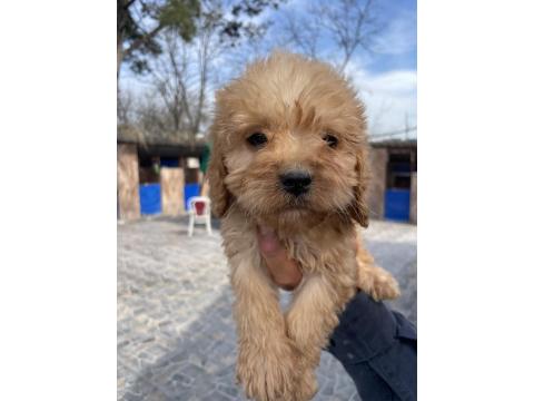 Bursa'nın En Sevimli Maltipoo Yavruları Doğdu