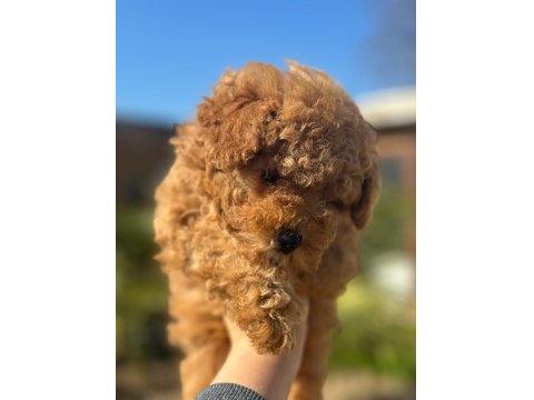 Tüy Yumağı Poodle Yavrumuz