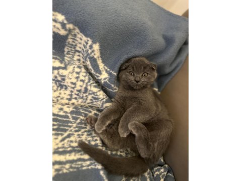 Scottish Fold 5.5 Aylık Yavru