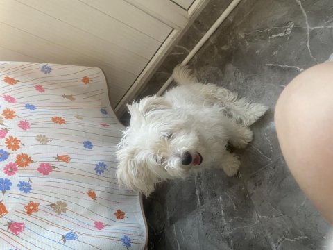 8 Aylık Tüm Aşıları Tam Dişi Yavru Maltipoo