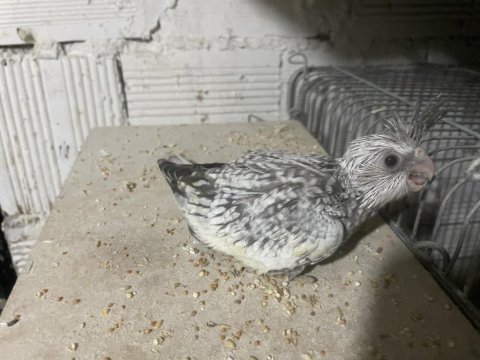 Yavru Sultan Papağanları Ele Alıştırmalık