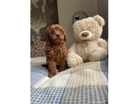 Koyu Kırmızı Toy Poodle Yavru
