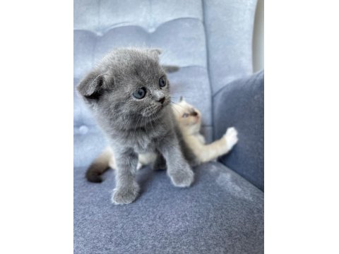 Scottish Fold Gri Yavru Kedimiz