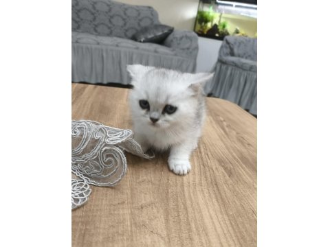 Silver British Longhair