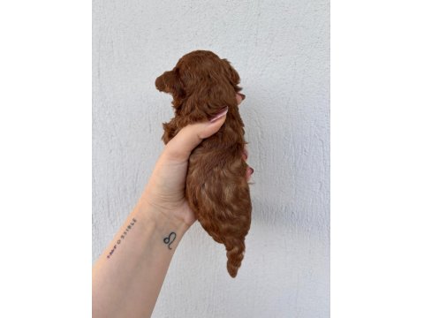 Toy Poodle Bebek Köpekler