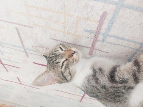 Kedimiz Paris İçin Yeni Ev Arıyoruz