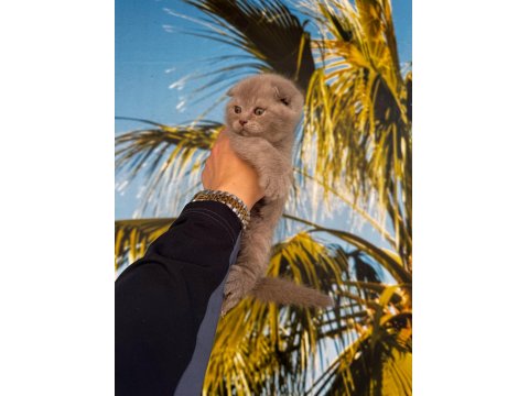 Irk Ve Sağlık Garantili Scottish Fold Bebekler