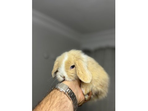 Hollanda Lop Tavşanları Her Otogara Gönderilir