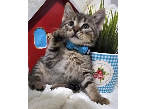 Ücretsiz Tekir Kedimiz