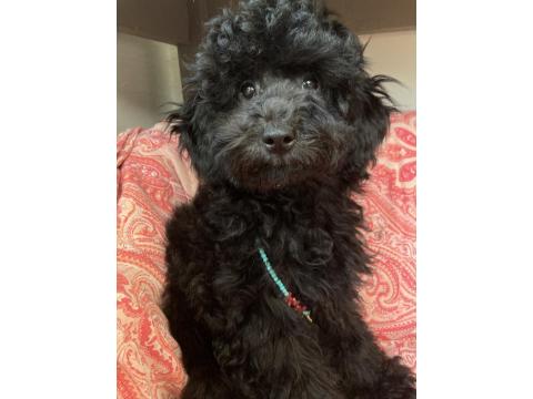 Anne Altından Poodle Yavrular