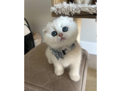 Scottish Şirinlik Silver Shorthair Yavrumuz