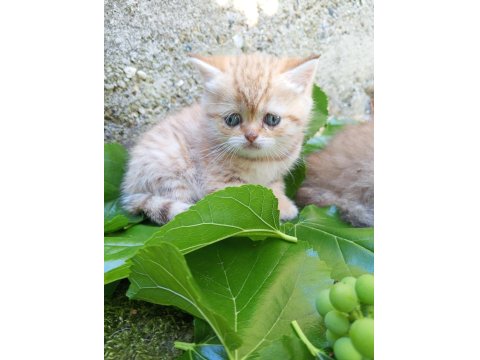Exotic Shorthair Yavru Kedimiz