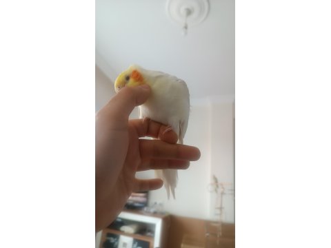 Çift Olarak Tamamen Evcil Sultan Papağanları