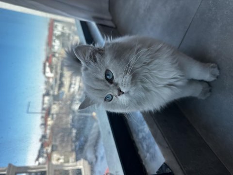 British Longhair Şecereli Cins Kedi