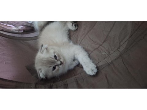 British Shorthair Blue Point