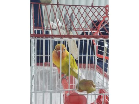 5 Aylık Konuşan Cennet Papağanı Tam Takım Eşyalarıyla