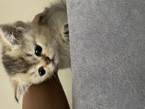 Dişi Ve Erkek 55 Günlük Scottish Ve British Yavru Kediler