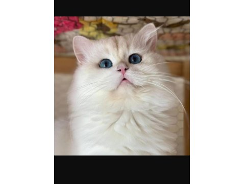 British Longhair Ve Shorthair Yavrular