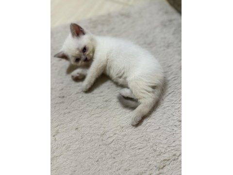 Tatlı Uysal British Bebişler