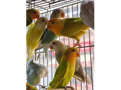 Sevda Sultan Ve Cennet Papağanlar