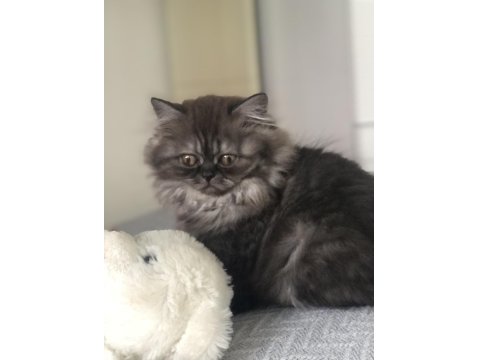 3 Aylık Dişi Yavru Kedimiz