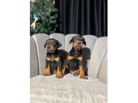 King Doberman Erkek Ve Dişi Yavrular