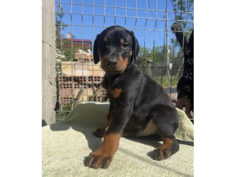 King Doberman Bebekleri