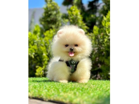 Kar Beyazı Pomeranian Boo Yavrular