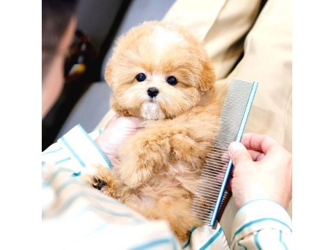 Toy Poodle Yavrular Ücretsiz Değildir